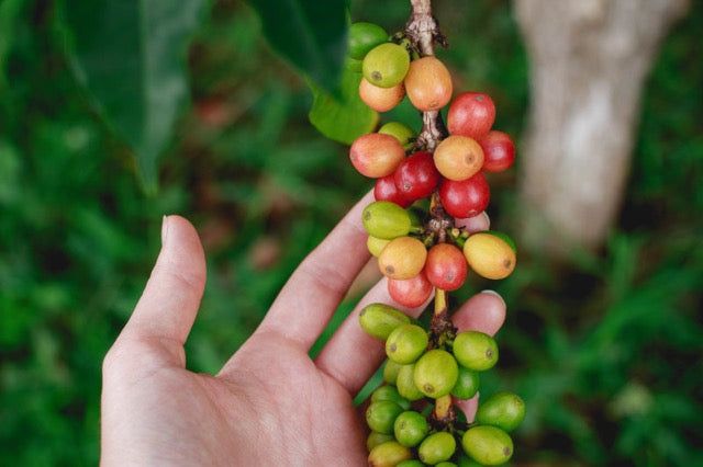 Kaffeebohnen für die Produktion von Kaffeekonzentrat